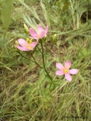 Rose Pink