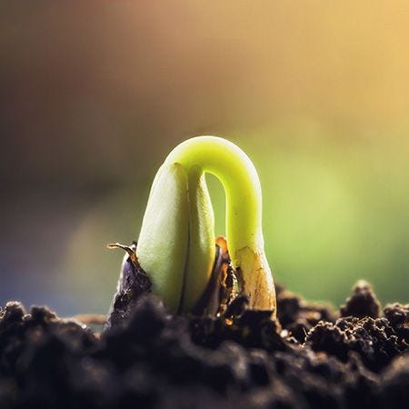 germinating plant germinating plant