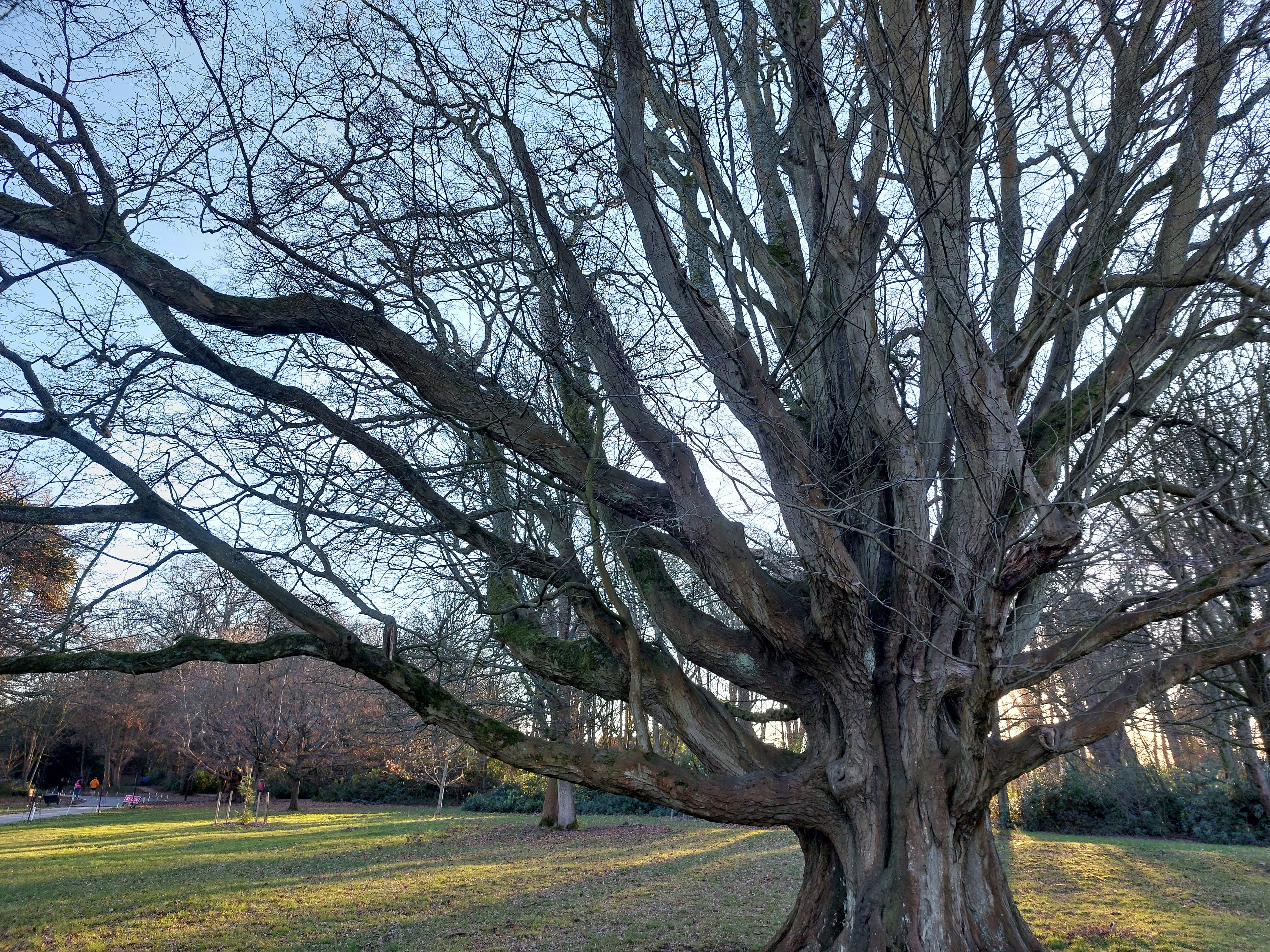 {Prompt} Trees as teachers - by Janelle Hardacre
