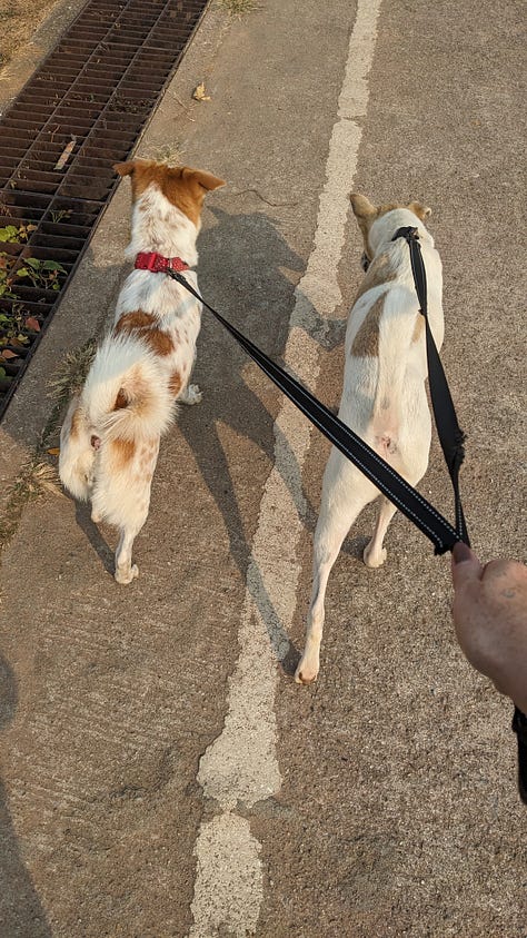 scenes of morning dog walks