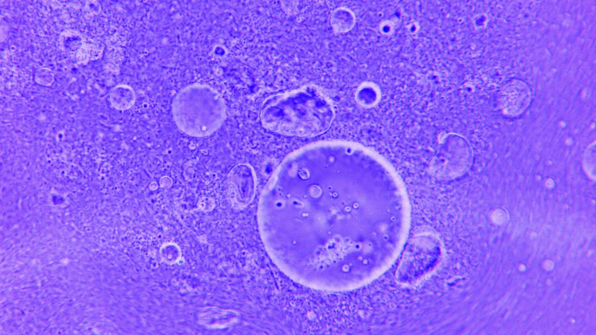 solarireport.substack.com