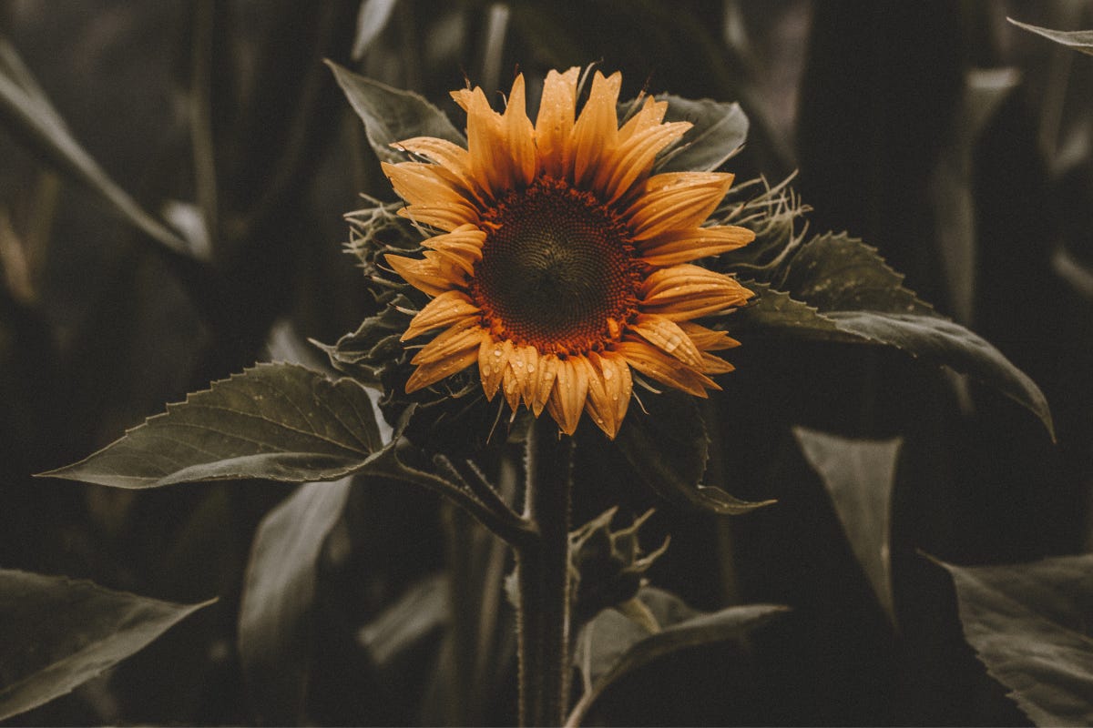 Rustic lone sunflower standing in a field. 