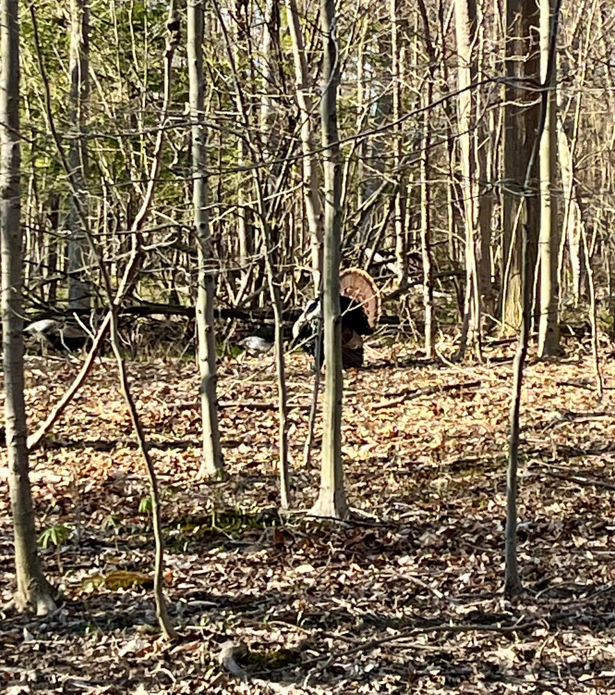 The biggest turkey in the rafter! turkey in the woods