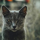 Everything I have yelled at this week.