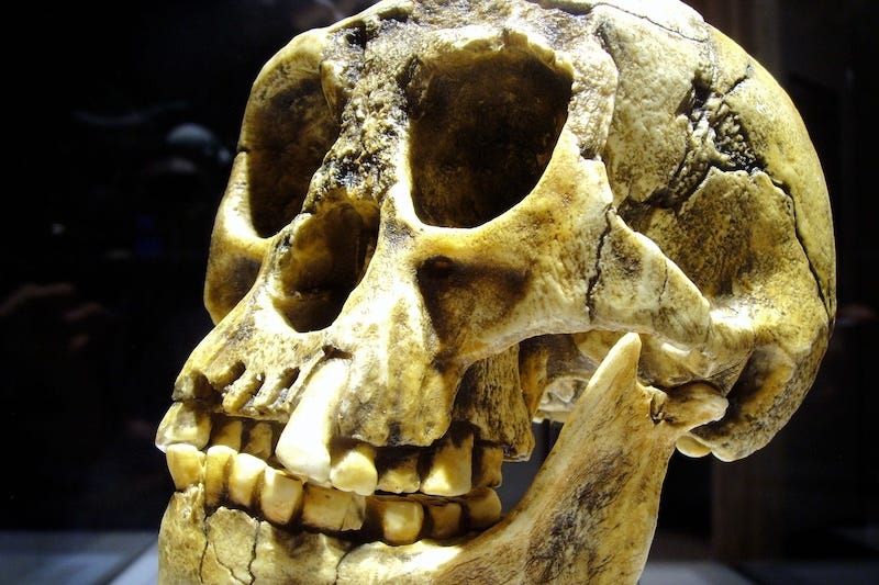 According to a new study, the extinct human species *Homo floresiensis*, commonly known as the "hobbit," may have been a scavenger. Credit: Wikimedia Commons