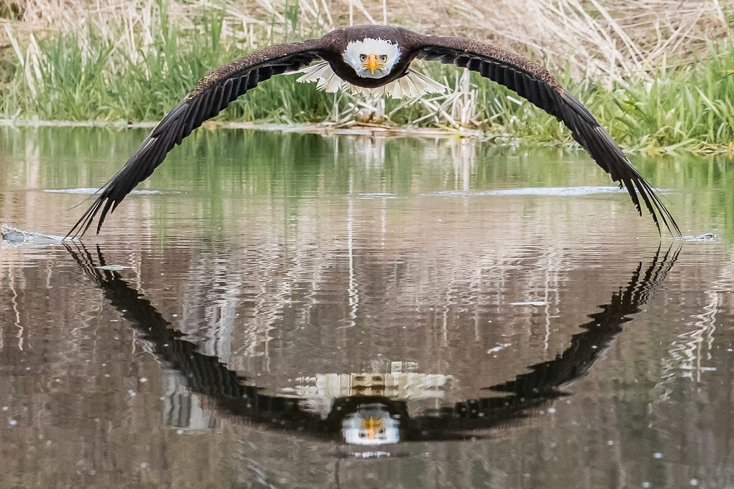 photo of bald eagle flying low over water with grass in background and perfectly symmetrical reflection