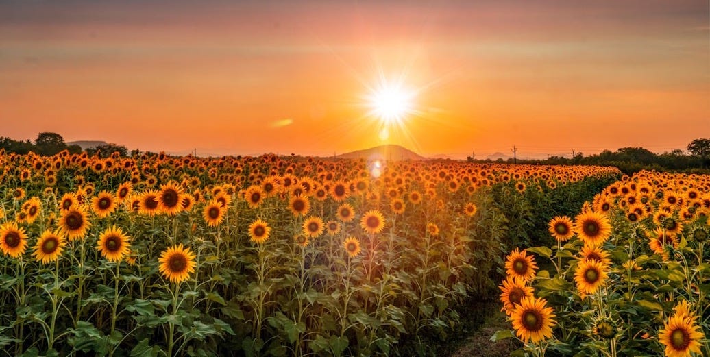 sunflower field under blue sky during sunset