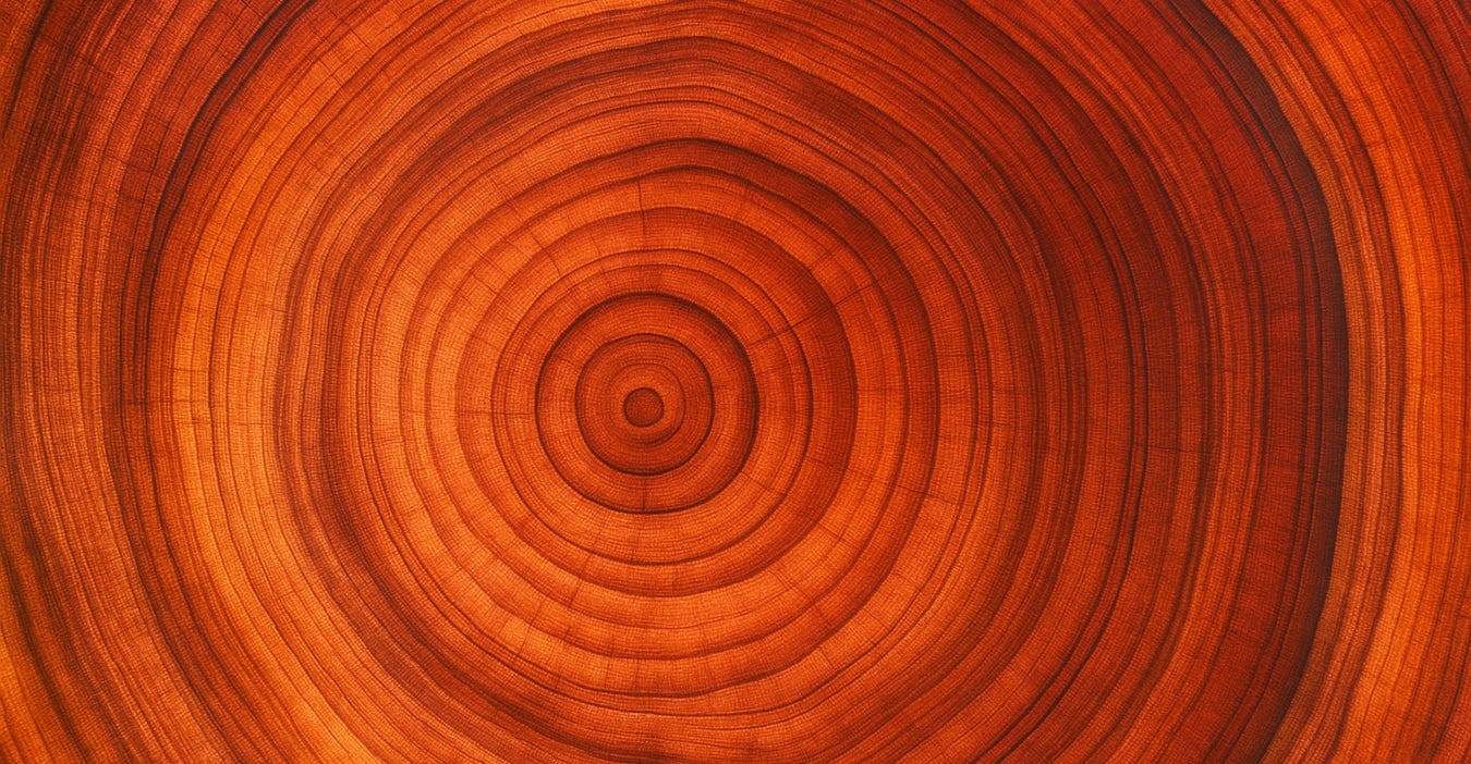 Old tree rings