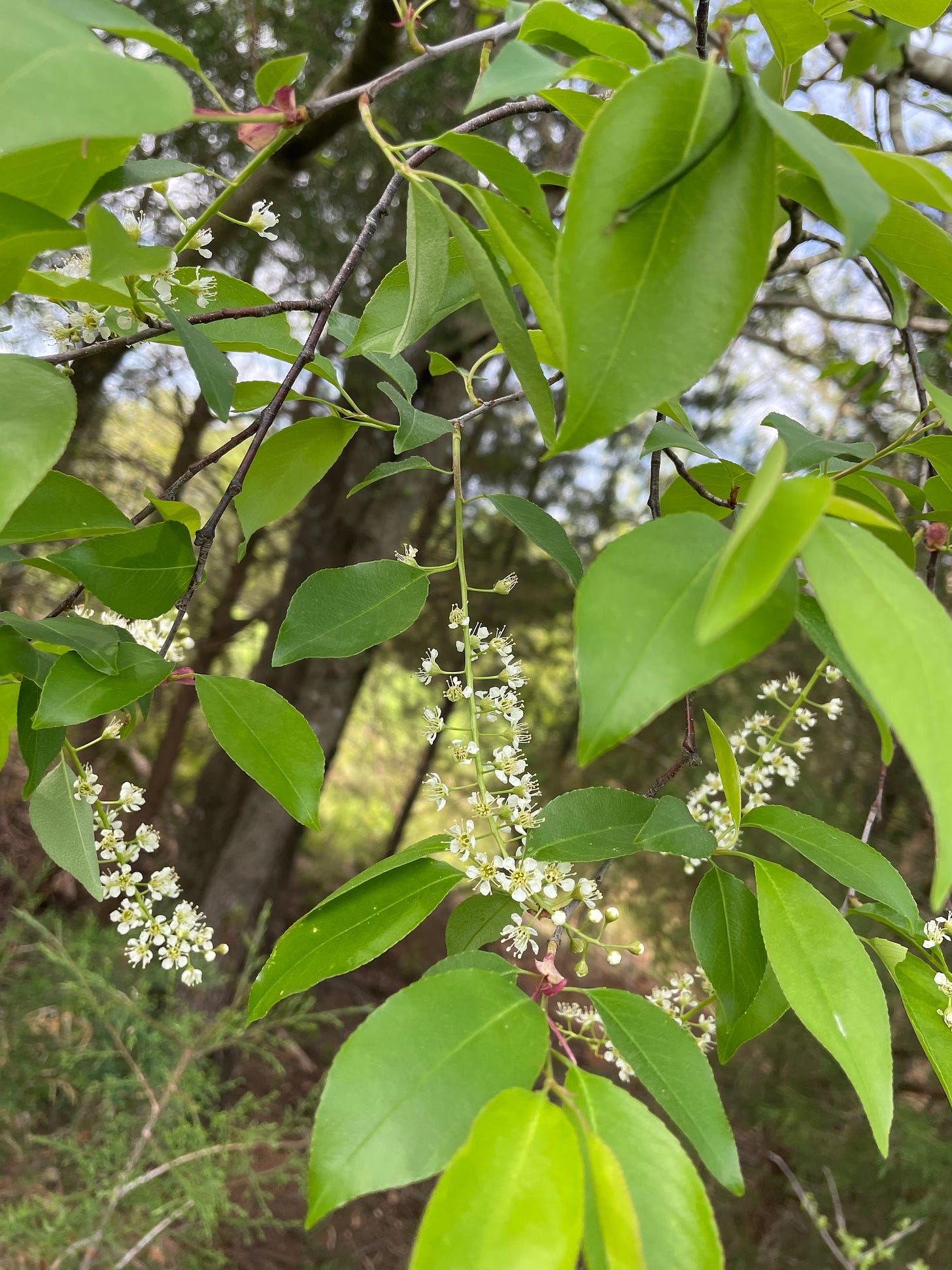 the flowers of a black cherry tree