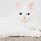 Politics Politics Politics 