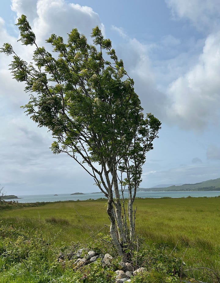Small trees bending sideways due to wind exposure