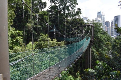 The jungle in the city. Photo: Stuart McDonald