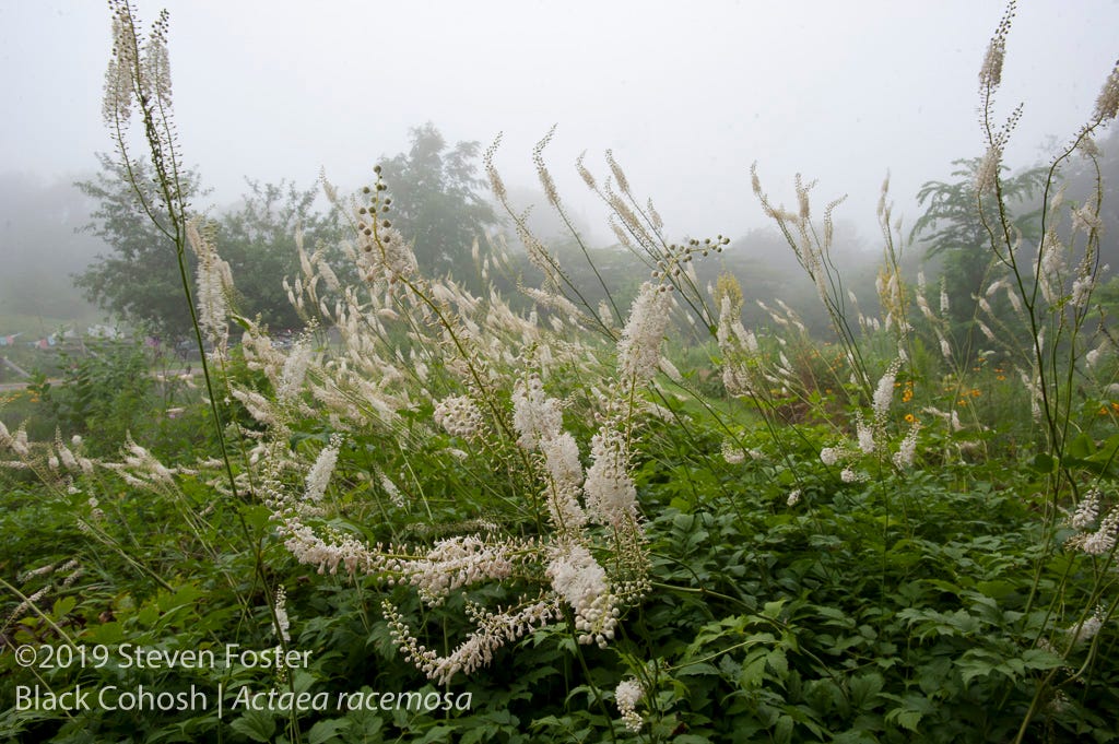 Black cohosh planting at Avena Botanicals, Rockport, Maine.