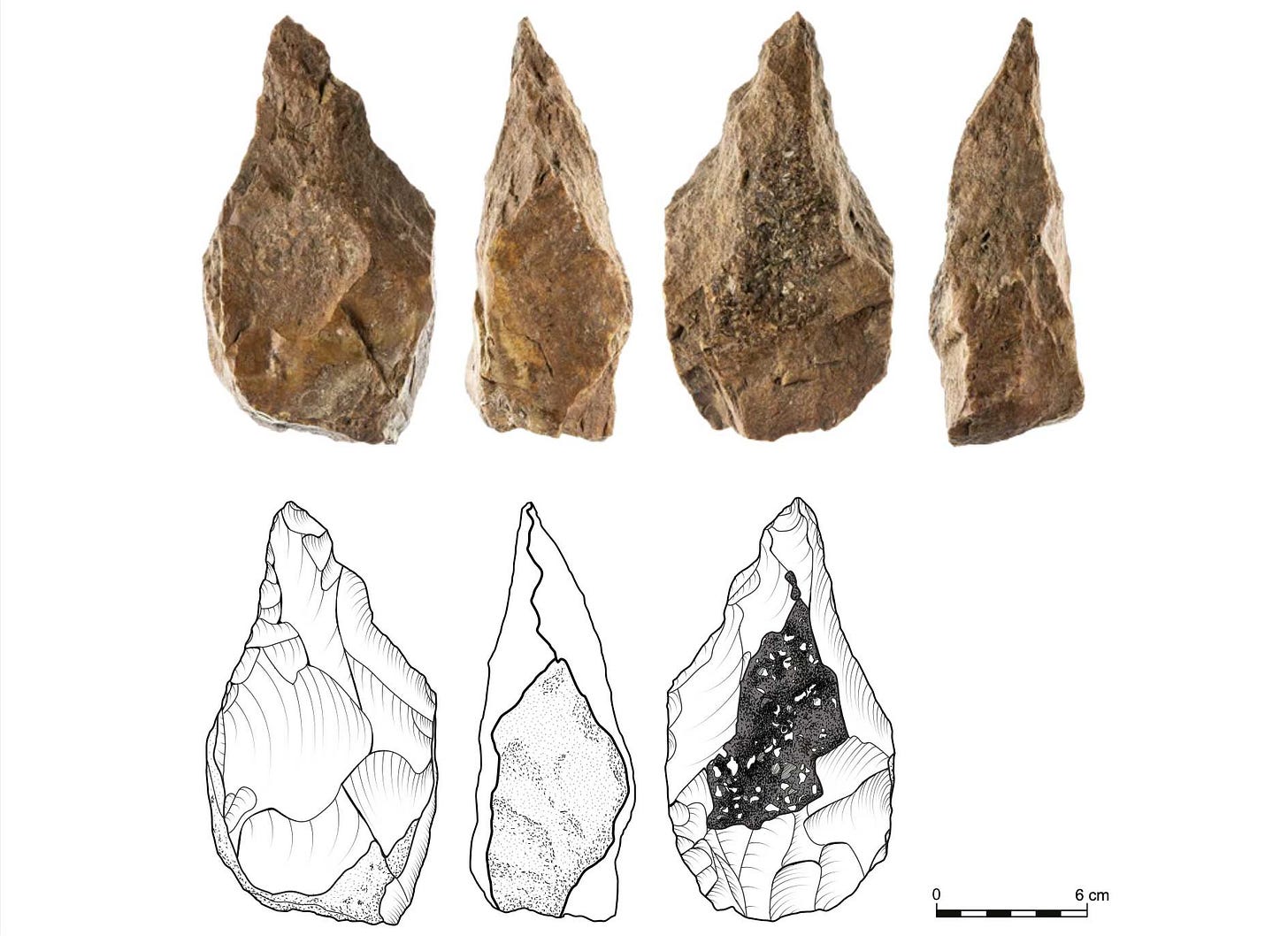 Multiple views and drawings of a handaxe with a section of fossil-bearing surface centered on one face