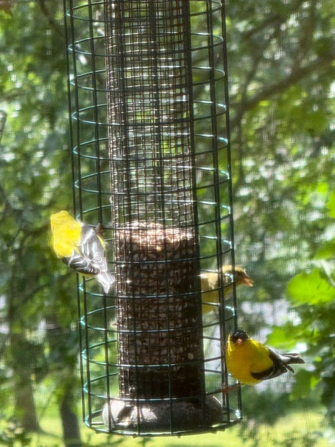 A group of birds on a bird feeder

AI-generated content may be incorrect.