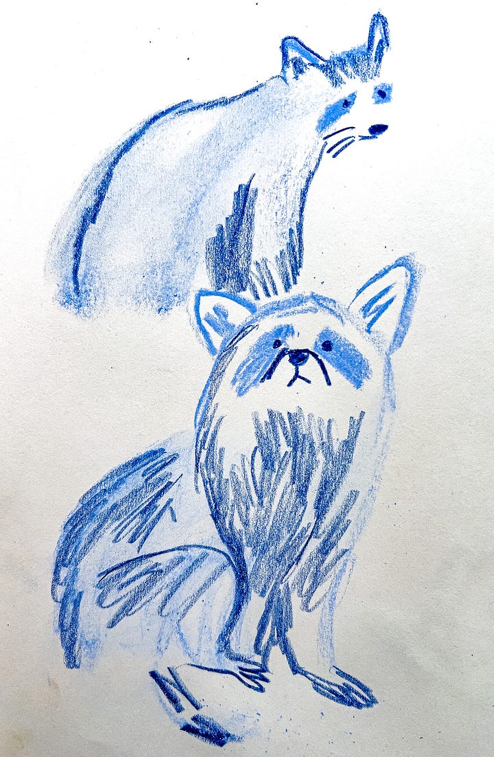 illustrations of lions and raccoons by Beth Spencer