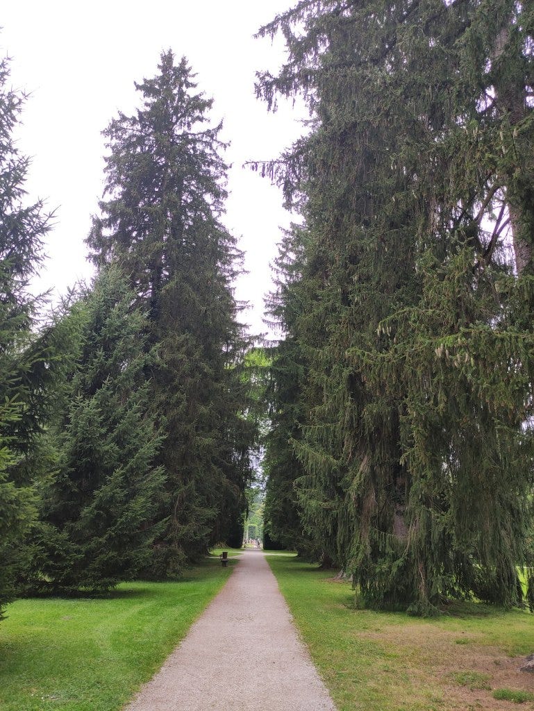 Looking down an avenue of tall trees back through a hedge and to the grounds of Hellbrunn Palace, very small in the distance