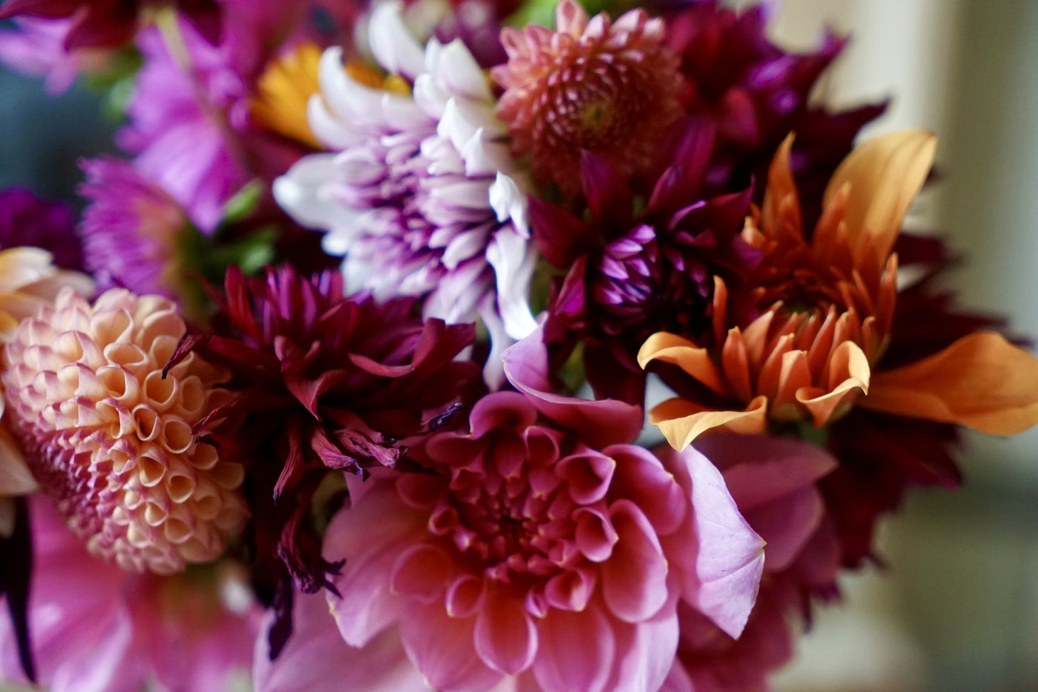 brightly coloured November dahlias