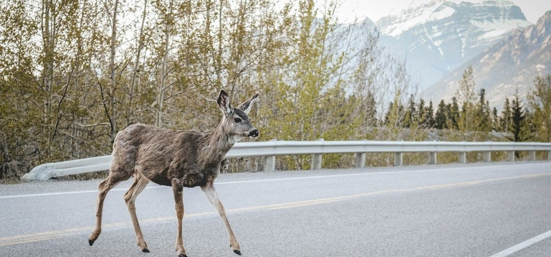 A deer walks across a mountain road A deer walks across a mountain road