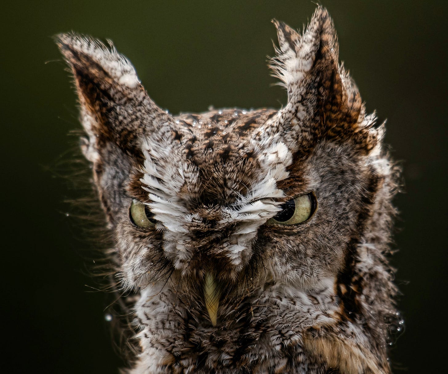 close-up of a screech owl looking adorably grumpy