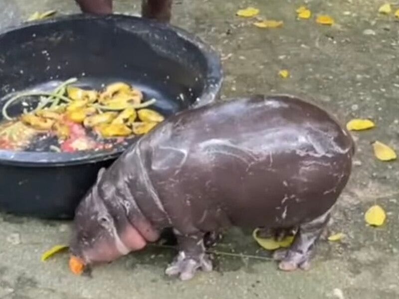 File:Moo deng หมูเด้ง (2024-09-12) - img 03.jpg