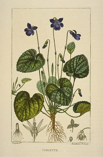 From the Spring Foraging Cookbook: Valerian (edible) and Violets