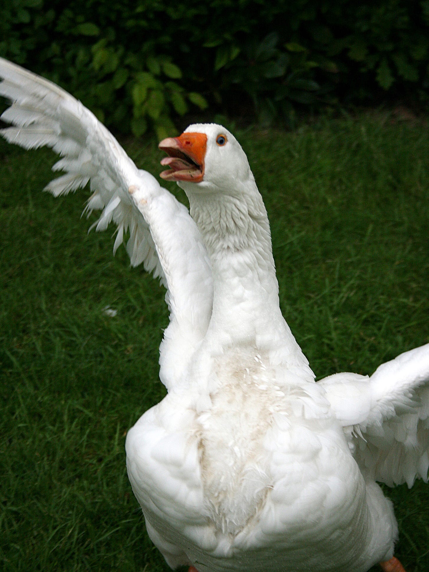 File:Goose attack.jpg - Wikimedia Commons