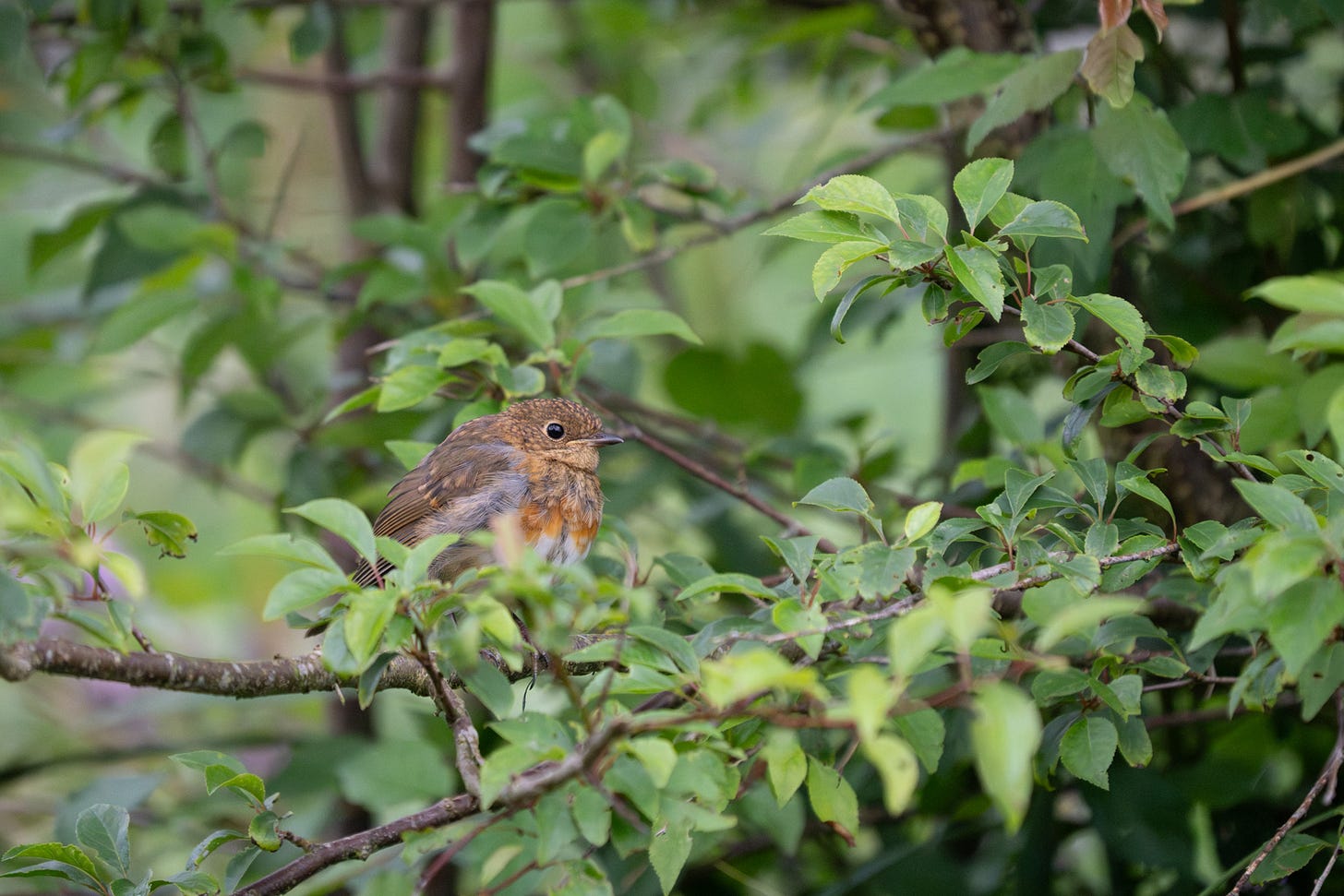 A juvenile robin with a speckled golden head and chest perches on a branch looking grumpy A juvenile robin with a speckled golden head and chest perches on a branch looking grumpy