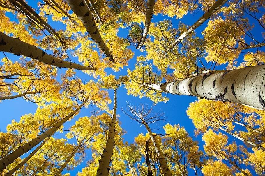 Aspens are the most widespread tree in North America. They range from Canada to Mexico. They don't experience aging. Aspens are the most widespread tree in North America. They range from Canada to Mexico. They don't experience aging.
