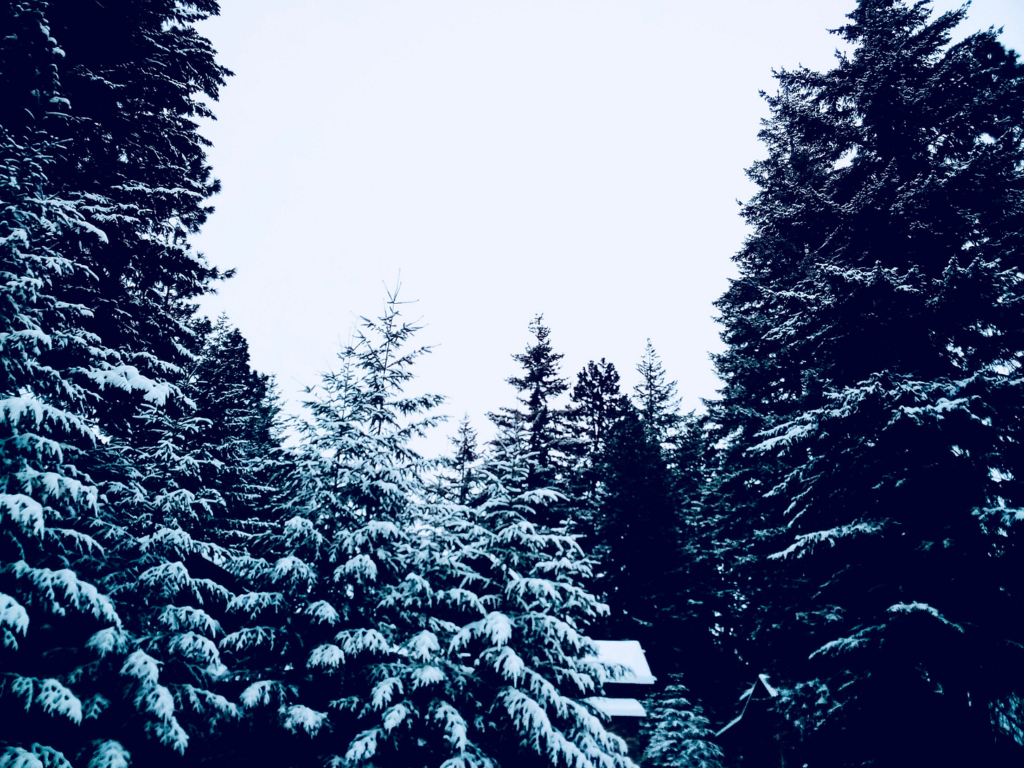 Snow on pine trees