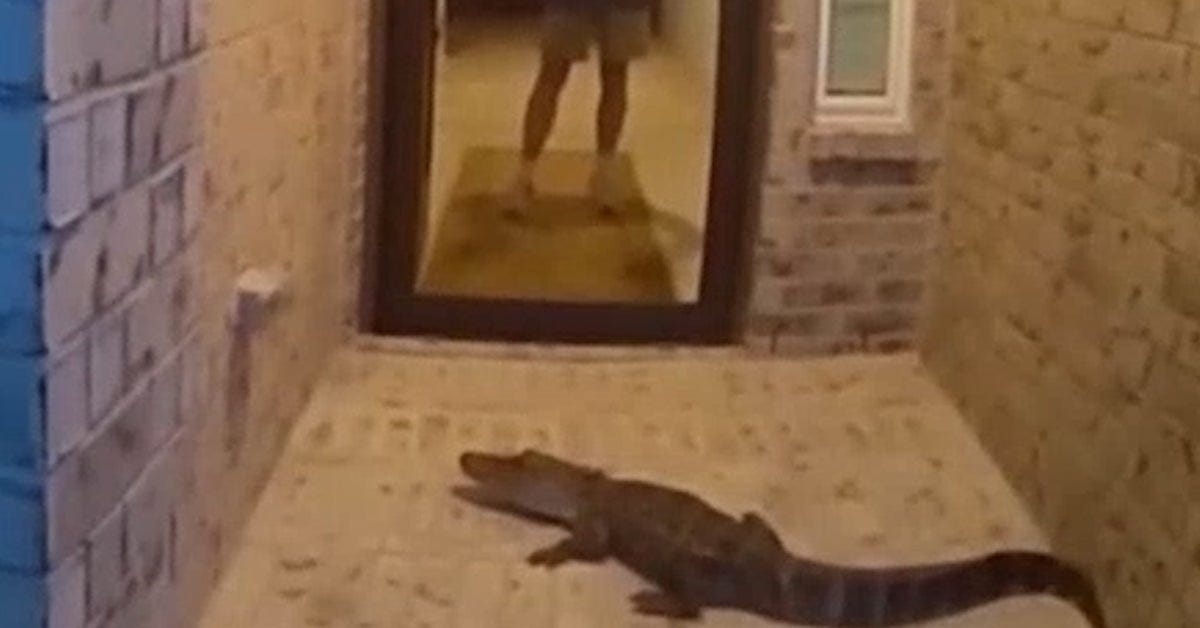 Alligator wrangled by police after homeowner mistakes animal for Amazon package Alligator wrangled by police after homeowner mistakes animal for Amazon package