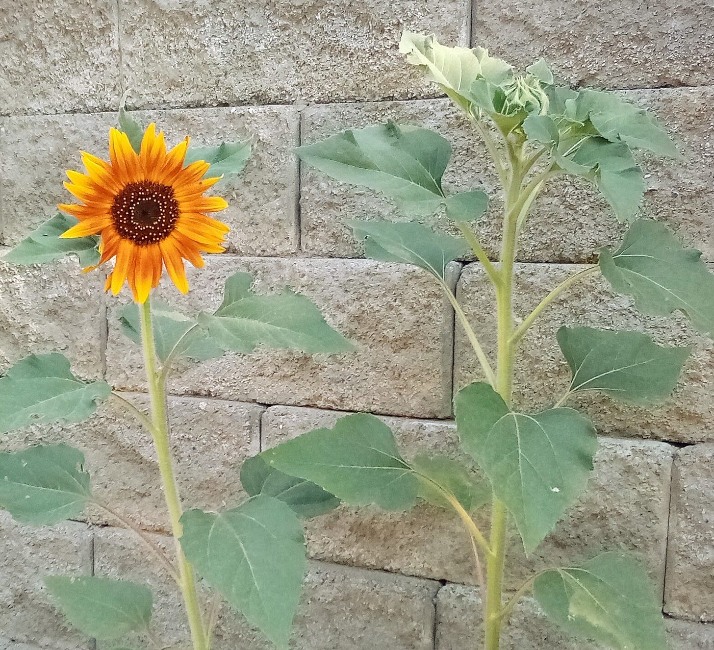 Bright sunflower against concrete wall