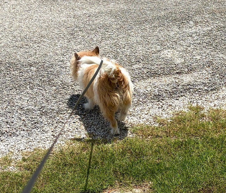 photos of Bear and Buttercup walking on leashes.