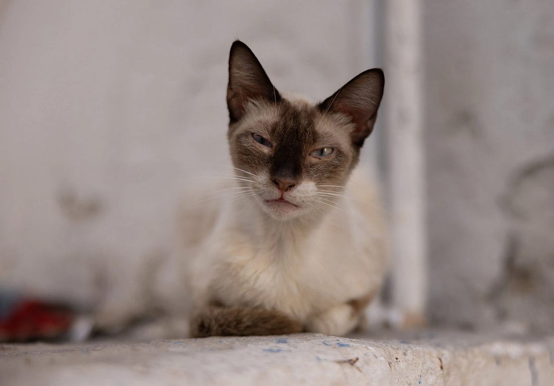 A wary alley cat resting on a stone ledge in the Tunis Medina, its pale coat and dark mask echoing the muted tones of the whitewashed walls.