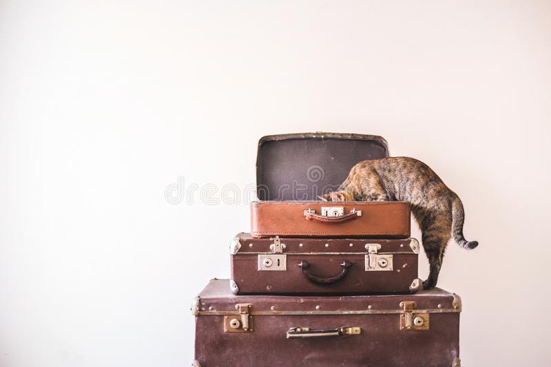 Curious Cat Sits on Vintage Suitcases Against the Backdrop of a Light Wall. Rustic Retro Style Stock Image - Image of domestic, design: 124972837 Curious Cat Sits on Vintage Suitcases Against the Backdrop of a Light Wall. Rustic Retro Style Stock Image - Image of domestic, design: 124972837