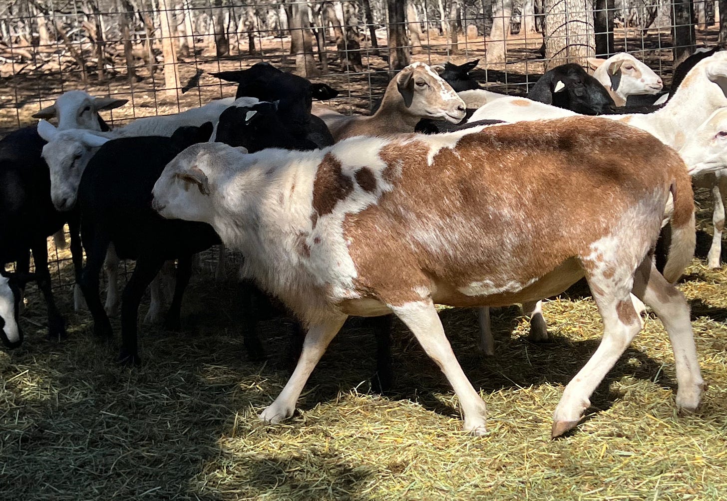 Katahdin ram with ewes