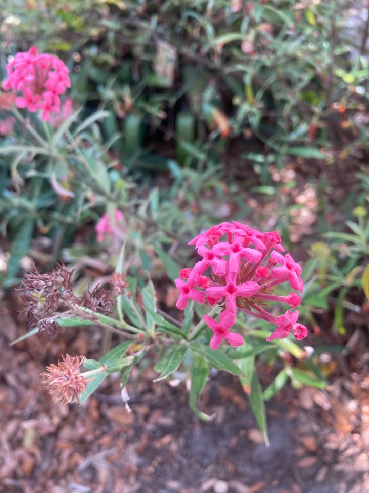 Current blooms in the Florida-Friendly Landscaping demo garden include purple pickerel weed, pink Panama rose, yellow coreopsis, and pink and white Long Key locustberry.