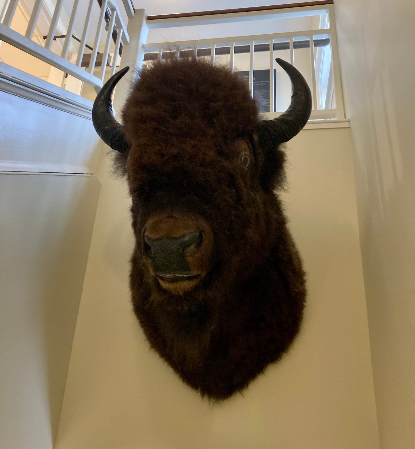 A large mounted bison head hangs on a wall. The bison head looks a little off -- the fur is a bit strange, and the face feels not quite right, maybe. A large mounted bison head hangs on a wall. The bison head looks a little off -- the fur is a bit strange, and the face feels not quite right, maybe.
