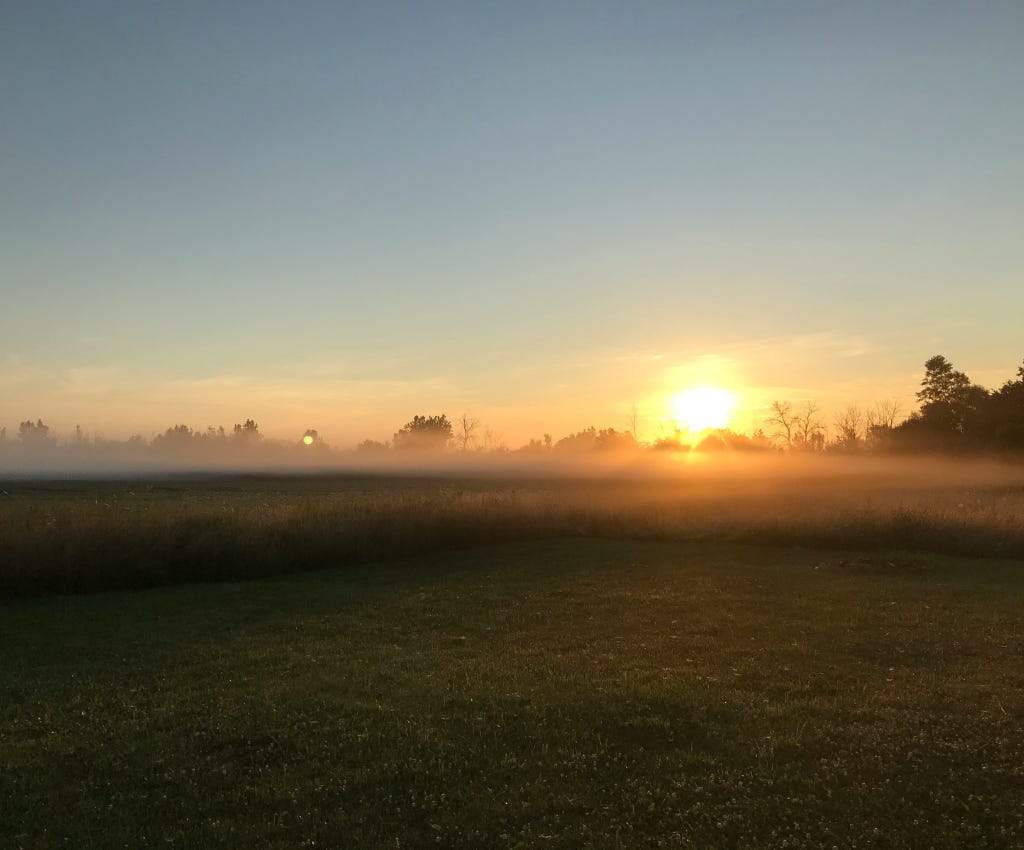 A field of dark green vegetation in the foreground, with haze burning off by a large bright sun rising over a line of trees of various heights in the background. The sky is a mixture of pink clouds and haze around the yellow sun and light blue sky above the clouds.