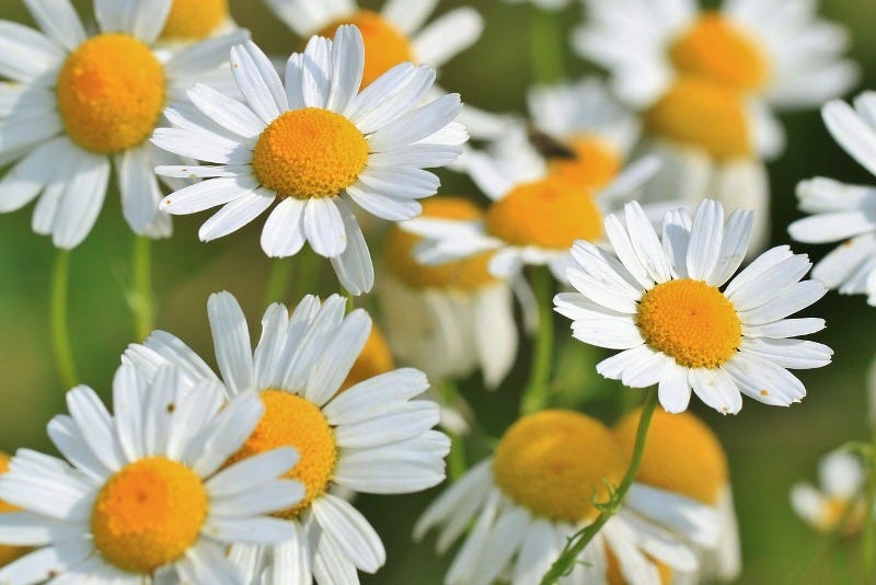 Chamomile benefits