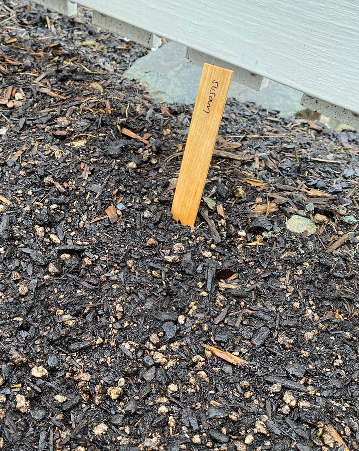 seeds in paper towels in the fridge, soil with a plant marker that says "susan"