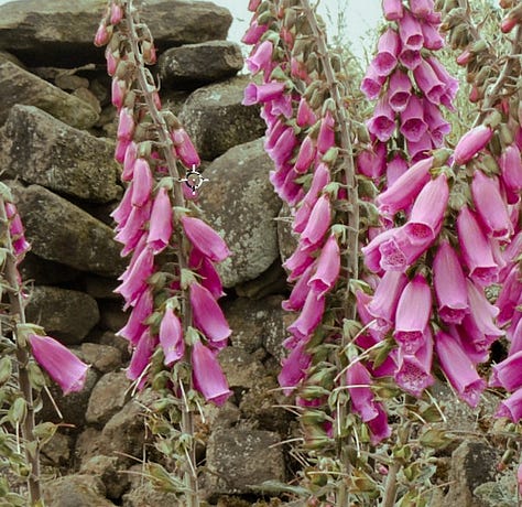 Cornish foxgloves, a traditional fairy flower