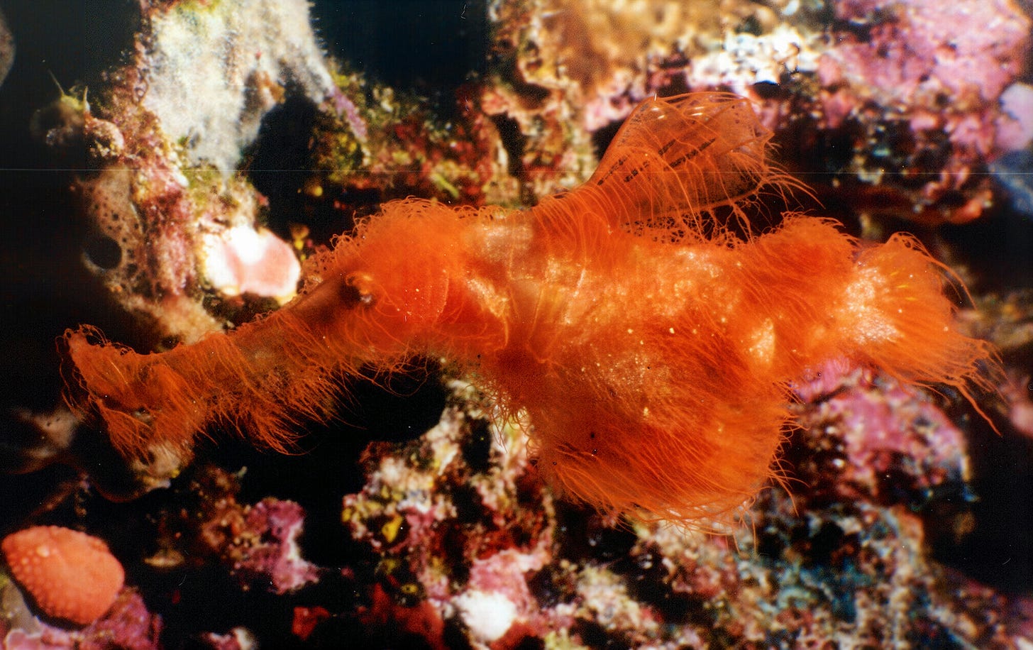 Hairy new fish species discovered in the Great Barrier Reef Hairy new fish species discovered in the Great Barrier Reef