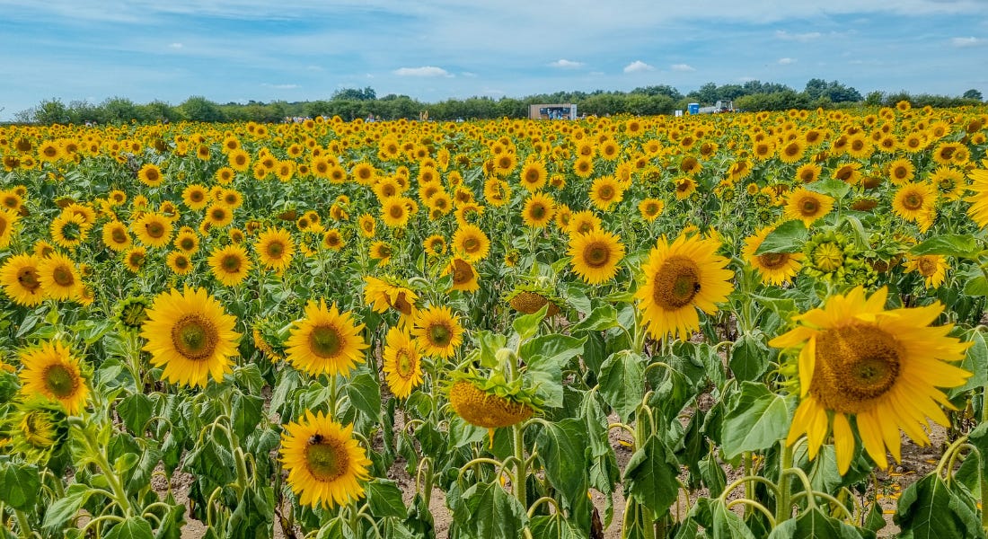 A large sunflower field with a blue sky above it and hedges around it