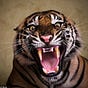 Angry Tiger's avatar
