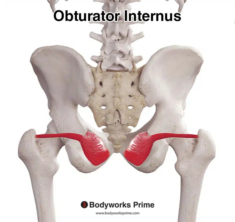 Posterior pelvis and hip view showing obturator internus muscles Posterior pelvis and hip view showing obturator internus muscles