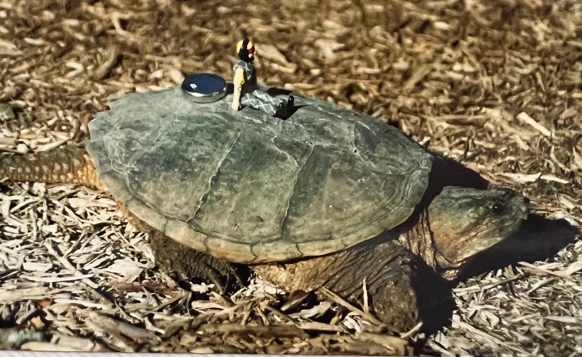 A turtle with a toy on its back

Description automatically generated