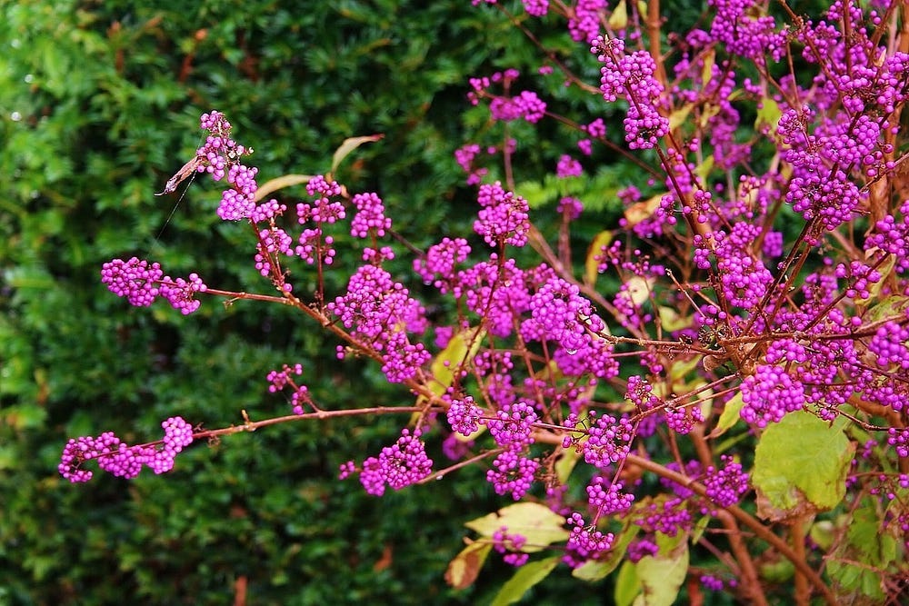 Beauty Berries