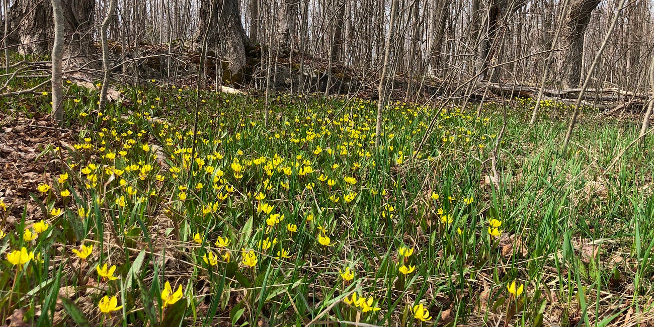 Between Our Steps: Awakening