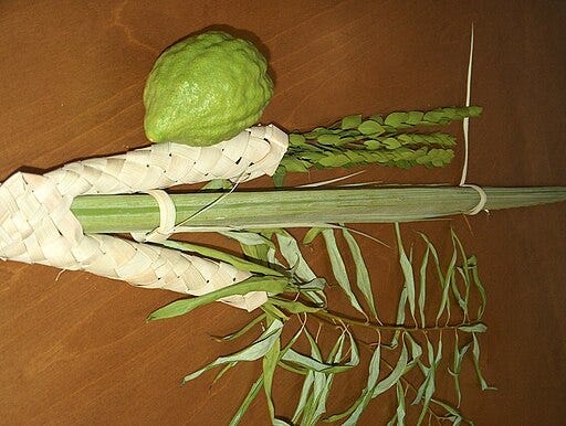 Lulav and etrog: etrog looks like lemon and lulav is palm branch bundled in willow